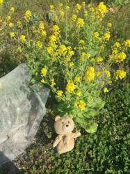 愛じゃなくても恋じゃなくても（仮）ラスト