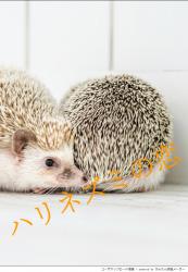 ハリネズミの恋