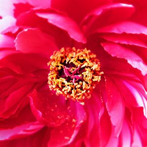 ねえ、だいすき。