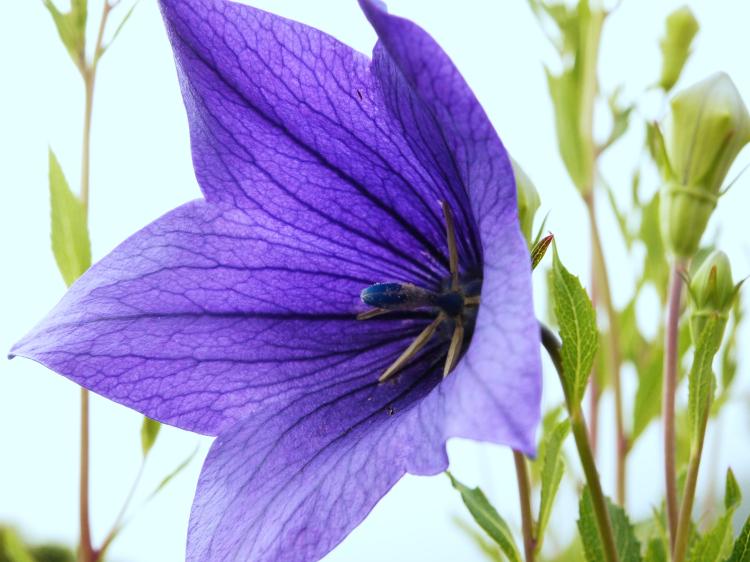 桔梗の花咲く庭