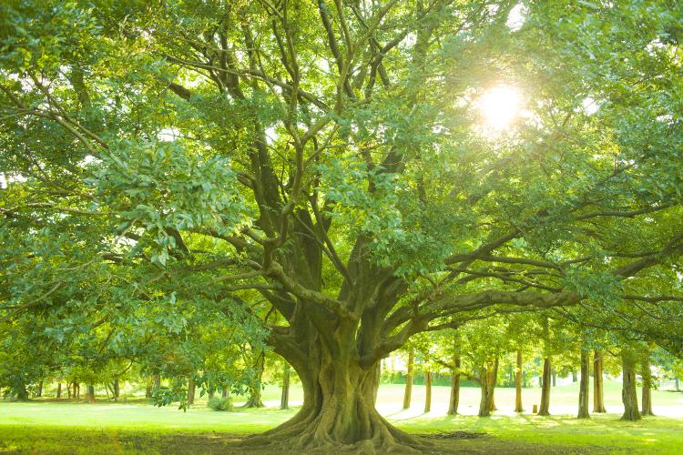 世界樹の下で君に祈る