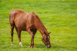 アルパラナ城外のならず者