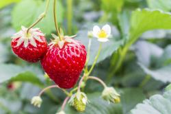 18時12分のいちご畑