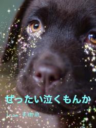 ぜったい泣くもんか💋