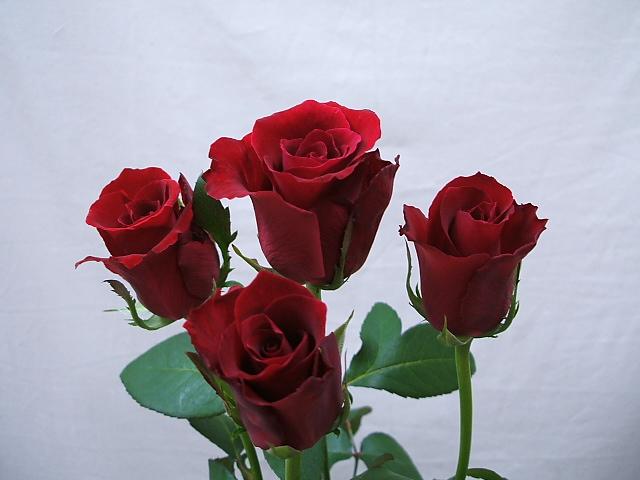 初恋の君に真紅の薔薇の花束を･･･