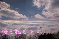 桜と私とキミ。